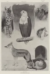 Neue Bewohner des Zoos